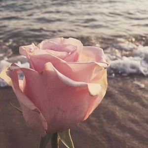 Meet your Posher, Sydni